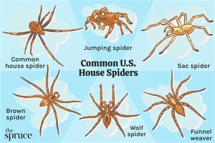 Why are there so many spiders around my house