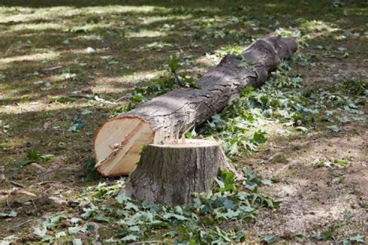 Why are trees getting cut down