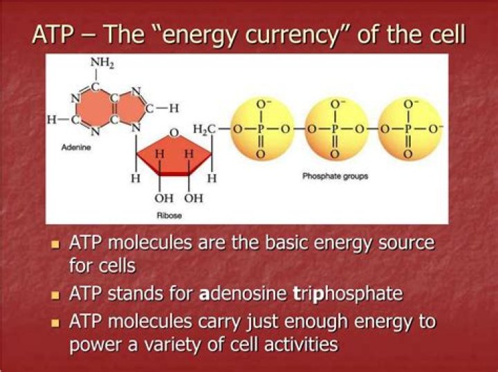 Why ATP is the energy currency of the cell