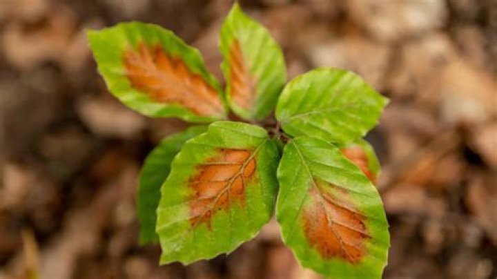 Why do beech trees keep their leaves