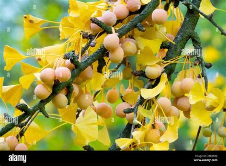 Why do ginkgo leaves turn yellow