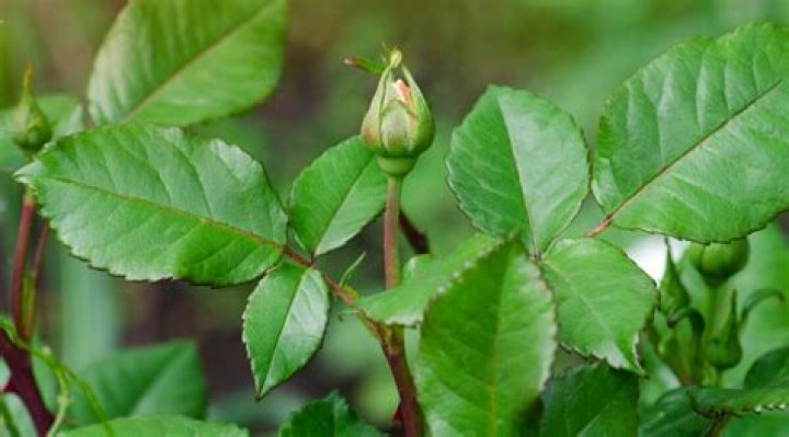 Why do my roses bud but not bloom