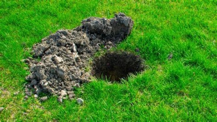 Why do people poke holes in their yard