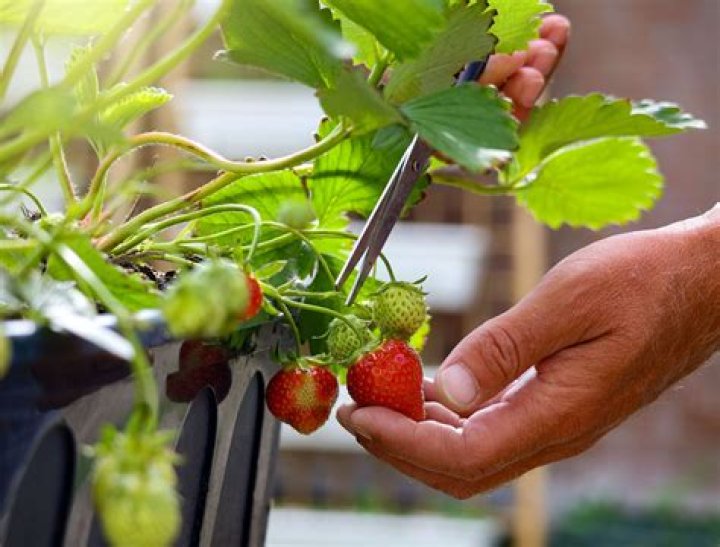 Why does a watery syrup appear on the surface of strawberries when you sprinkle them with sugar