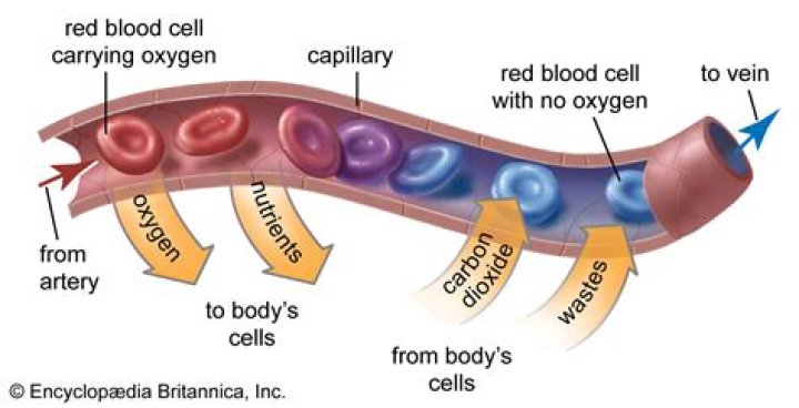 Why does the velocity of blood slow greatly as blood flows from arterioles into capillaries