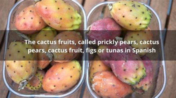 Why is cactus fruit called tuna