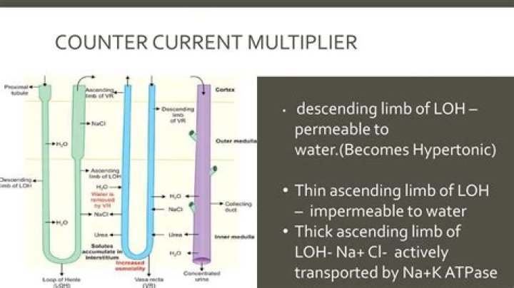 Why is it called countercurrent multiplier