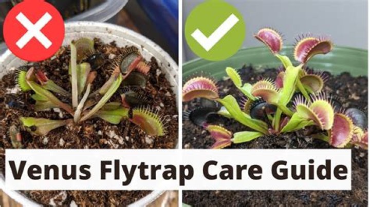 Why is my Venus fly trap closed