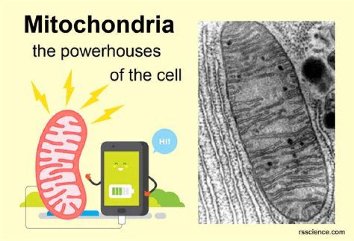 Why mitochondria is called as the powerhouse of the cell