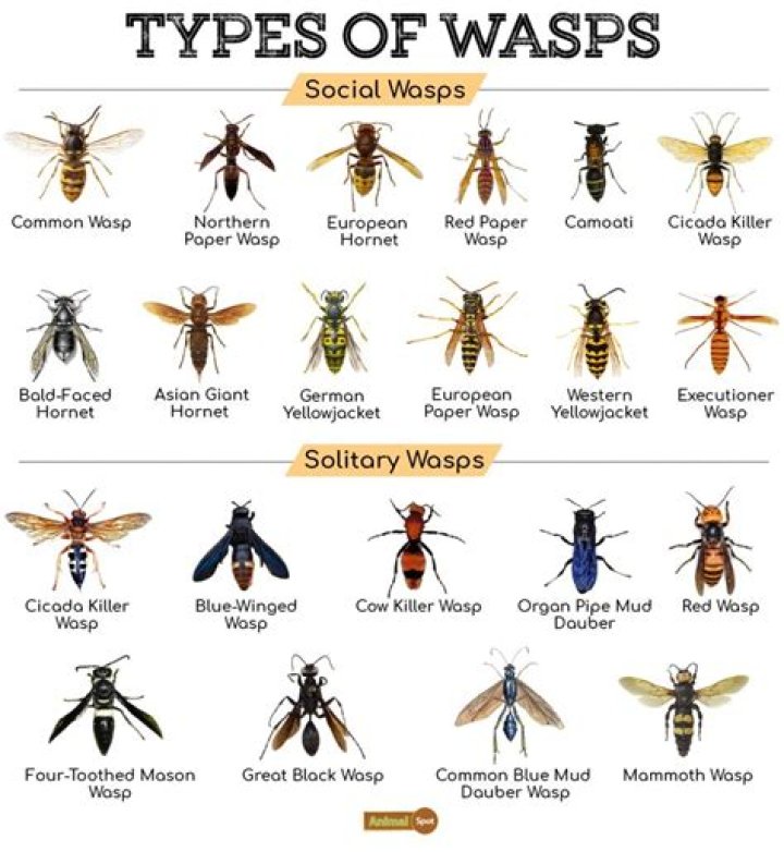 Why would Wasps be out at night