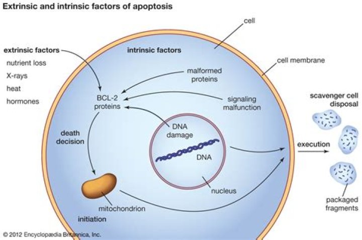Why would you want to control apoptosis in cancer