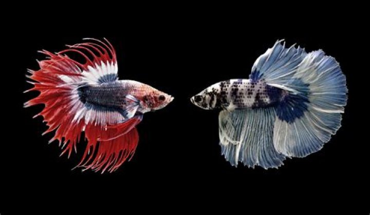 Will 2 betta fish kill each other