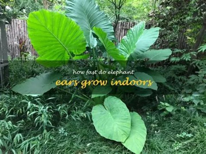 Will elephant ears grow indoors