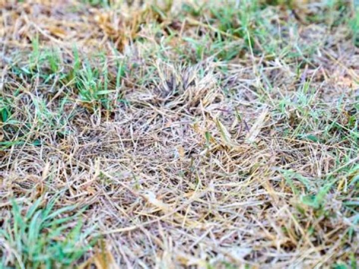Will grass stop growing after first freeze