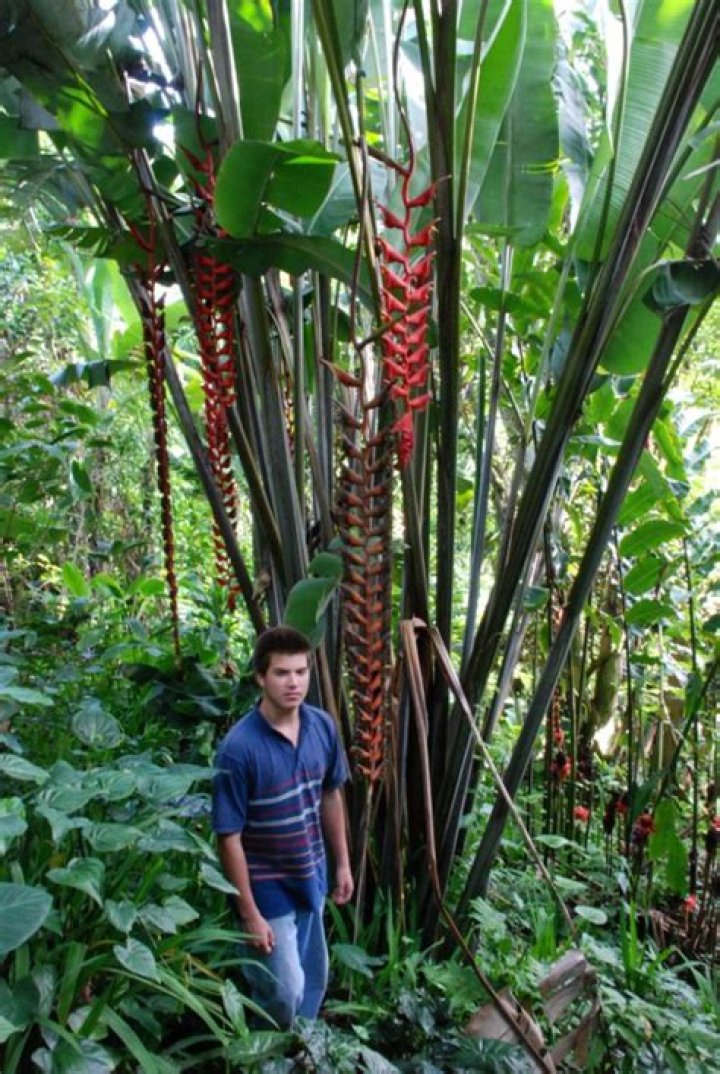 Will heliconias grow in Sydney