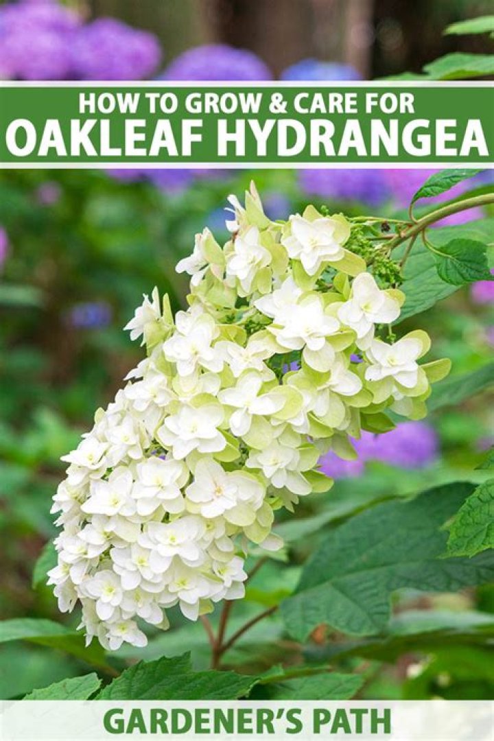 Will oakleaf hydrangea grow in shade
