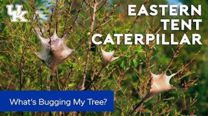 Will tent caterpillars kill my tree