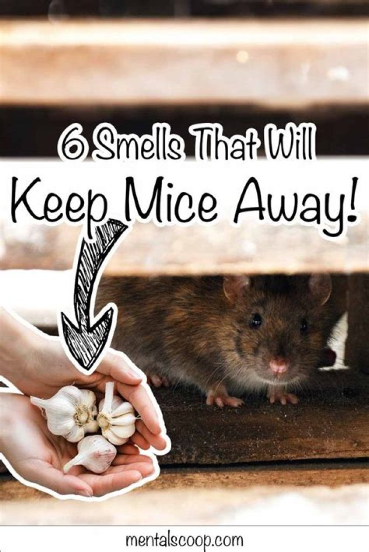 Will the smell of a dead mouse keep other mice away